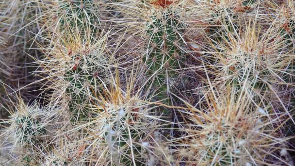 Engelmann Hedgehog Cactus Echinocereus Engelmannii Cacti Southwest Usa California — Vídeo de Stock