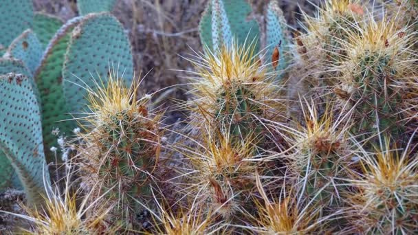 Jeż Kaktusowy Engelmanna Echinocereus Engelmannii Kaktusy Południowo Zachodnich Stanów Zjednoczonych — Wideo stockowe