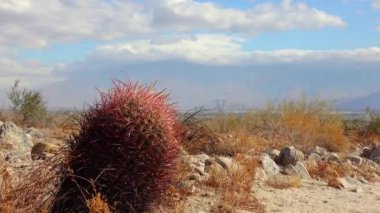 Kaliforniya çölünde gökyüzüne karşı bulutlarla kaplı büyük California fıçı kaktüsü (Ferocactus silindirisi).