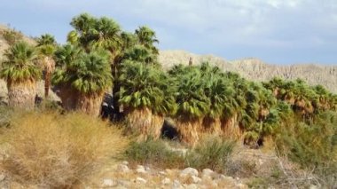 Çölde Coachella Vadisi 'nin yakınlarındaki Bin Palmiye Vahası' nda palmiye ağaçları yükseliyor. Villis palmiye vahası. Kaliforniya