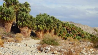 Çölde Coachella Vadisi 'nin yakınlarındaki Bin Palmiye Vahası' nda palmiye ağaçları yükseliyor. Villis palmiye vahası. Kaliforniya