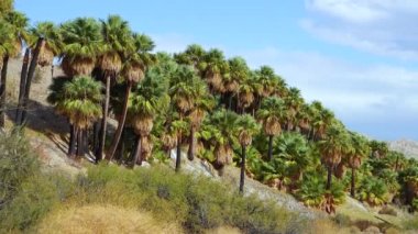 Çölde Coachella Vadisi 'nin yakınlarındaki Bin Palmiye Vahası' nda palmiye ağaçları yükseliyor. Villis palmiye vahası. Kaliforniya