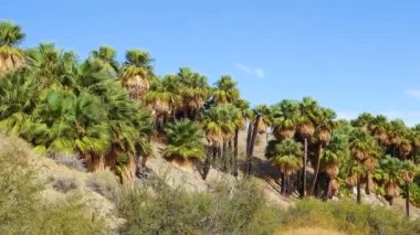 Çölde Coachella Vadisi 'nin yakınlarındaki Bin Palmiye Vahası' nda palmiye ağaçları yükseliyor. Villis palmiye vahası. Kaliforniya
