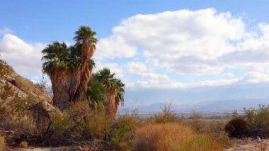 Çölde Coachella Vadisi 'nin yakınlarındaki Bin Palmiye Vahası' nda palmiye ağaçları yükseliyor. Villis palmiye vahası. Kaliforniya