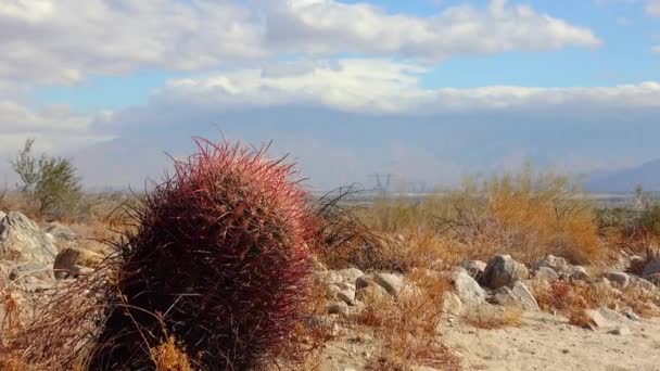 Kaliforniya Çölünde Gökyüzüne Karşı Bulutlarla Kaplı Büyük California Fıçı Kaktüsü — Stok video