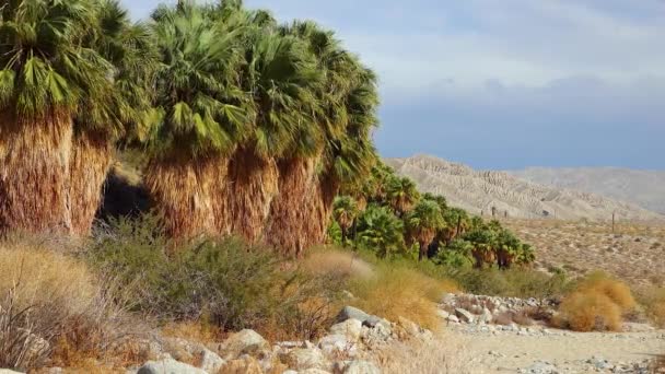 Palmbomen Rijzen Woestijn Bij Duizend Palmen Oase Buurt Van Coachella — Stockvideo