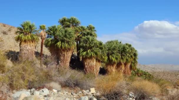 Palmbomen Rijzen Woestijn Bij Duizend Palmen Oase Buurt Van Coachella — Stockvideo