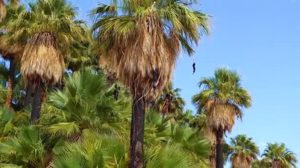 Пальмові Дерева Ростуть Пустелі Озері Тисячі Пальм Поблизу Заповідника Коачелла — стокове відео
