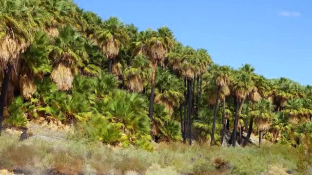 Palmy Rosną Pustyni Thousand Palms Oasis Pobliżu Rezerwatu Coachella Valley — Wideo stockowe