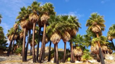 Çölde Coachella Vadisi 'nin yakınlarındaki Bin Palmiye Vahası' nda palmiye ağaçları yükseliyor. Villis palmiye vahası. Kaliforniya