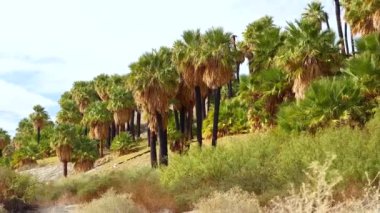Çölde Coachella Vadisi 'nin yakınlarındaki Bin Palmiye Vahası' nda palmiye ağaçları yükseliyor. Villis palmiye vahası. Kaliforniya
