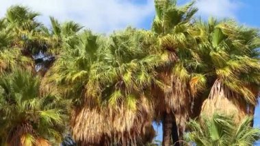 Çölde Coachella Vadisi 'nin yakınlarındaki Bin Palmiye Vahası' nda palmiye ağaçları yükseliyor. Villis palmiye vahası. Kaliforniya