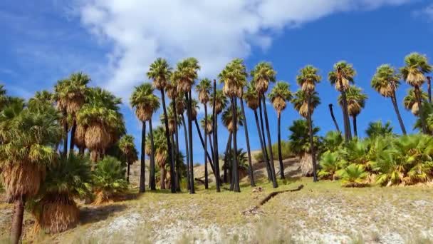 Palmy Rostou Poušti Tisíc Palem Oasis Poblíž Coachella Valley Preserve — Stock video