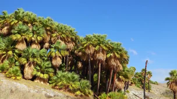 Palmeiras Subir Deserto Mil Palmeiras Oasis Perto Coachella Valley Preserve — Vídeo de Stock