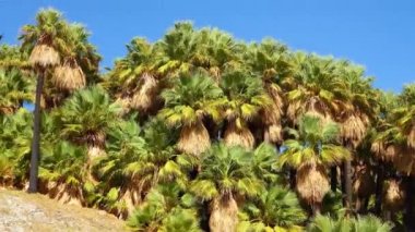 Çölde Coachella Vadisi 'nin yakınlarındaki Bin Palmiye Vahası' nda palmiye ağaçları yükseliyor. Villis palmiye vahası. Kaliforniya