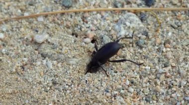 Kaliforniya çölünde bir kara çöl böceği kumların üzerinde koşar.