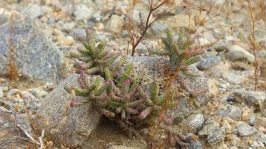 Kaliforniya 'da çöl bitkileri, doğada sulu bitkiler, ABD