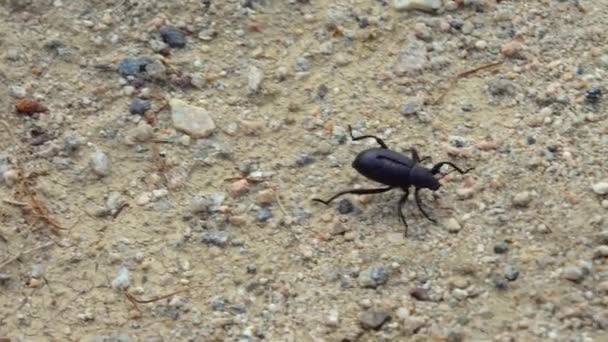 Black Desert Beetle California Desert Runs Sand — Stock Video