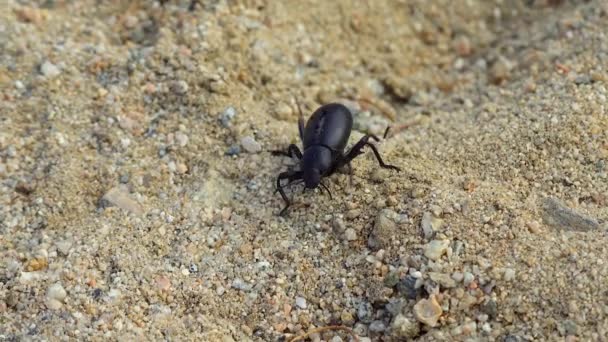 Kaliforniya Çölünde Bir Kara Çöl Böceği Kumların Üzerinde Koşar — Stok video