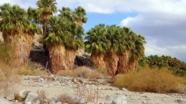 Çölde Coachella Vadisi 'nin yakınlarındaki Bin Palmiye Vahası' nda palmiye ağaçları yükseliyor. Villis palmiye vahası. Kaliforniya