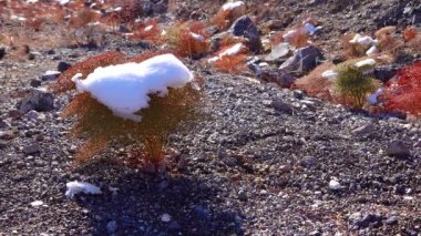 Karla kaplı bir dağ geçidinde, çöl bitkilerinin üzerine kar örtüsü. Ölüm Vadisi Ulusal Parkı, Kaliforniya