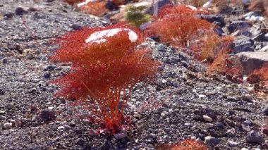 Karla kaplı bir dağ geçidinde, çöl bitkilerinin üzerine kar örtüsü. Ölüm Vadisi Ulusal Parkı, Kaliforniya