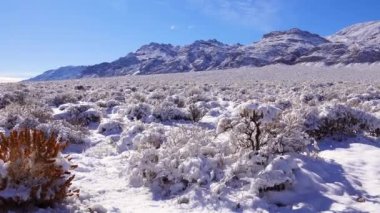 Karla kaplı dağ geçidi, yazın karların altında çöl bitkileri. Ölüm Vadisi Ulusal Parkı, Kaliforniya