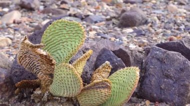 Tavşan kulaklı dikenli armut (Opuntia microdasys), çöl kışı güneşte kızarır. Kaliforniya Kaktüsü. 