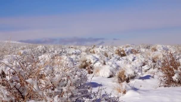 Snow Covered Mountain Pass Desert Plants Snow Summer Death Valley — Video Stock