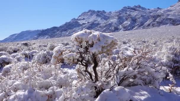 Cap Snow Desert Plants Snow Covered Mountain Pass Death Valley — Vídeo de Stock