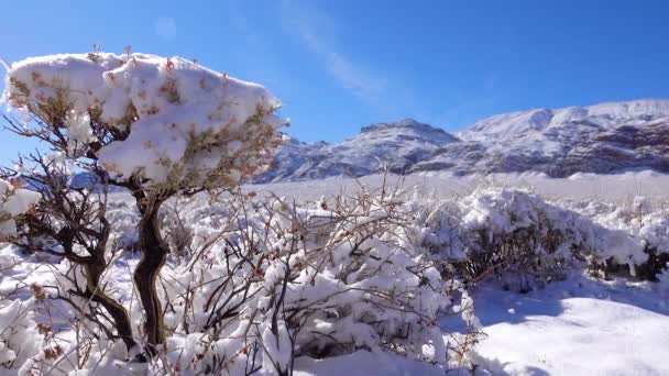 Karla Kaplı Dağ Geçidi Yazın Karların Altında Çöl Bitkileri Ölüm — Stok video