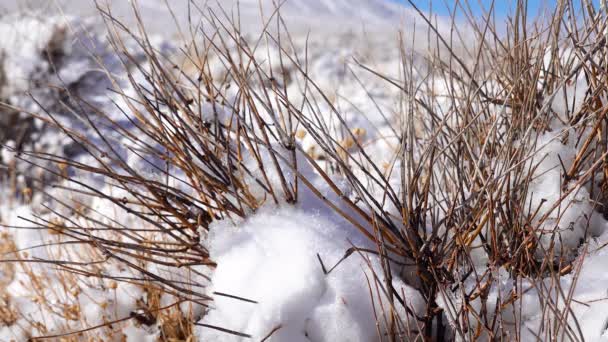 Заснеженные Горные Перевалы Пустынные Растения Снегом Летом Долина Смерти — стоковое видео