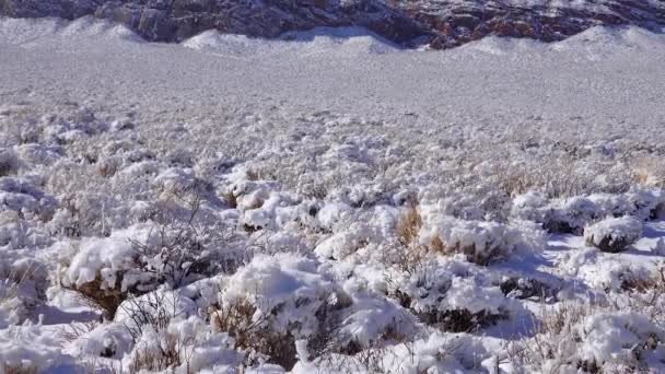Заснеженные Горные Перевалы Пустынные Растения Снегом Летом Долина Смерти — стоковое видео