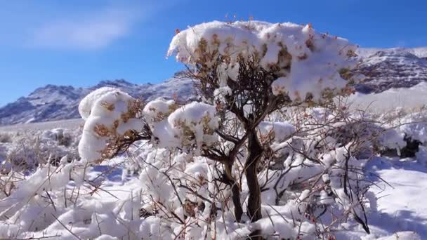 Cap Snow Desert Plants Snow Covered Mountain Pass Death Valley — Vídeo de Stock