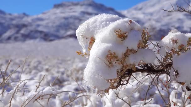 Snow Covered Mountain Pass Desert Plants Snow Summer Death Valley — Video Stock
