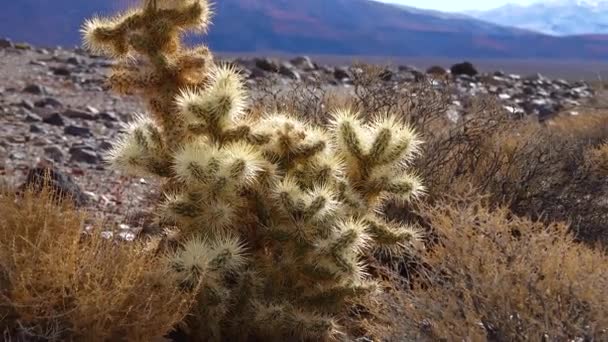 Silbercholla Cylindropuntia Echinocarpas Cholla Cactus Garden Kalifornien Usa — Stockvideo