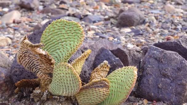 Bunny Ears Prickly Pear Opuntia Microdasys Desert Wintering Reddened Sun — Stockvideo