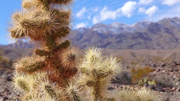 Silvercholla Cylindropuntia Echinocarpas Cholla Cactus Garden Kalifornien Usa — Stockvideo