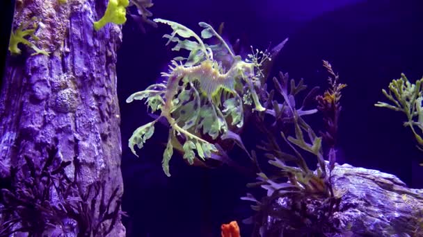 Leafy Seadragon Phycodurus Eques Swims Saltwater Aquarium — ストック動画
