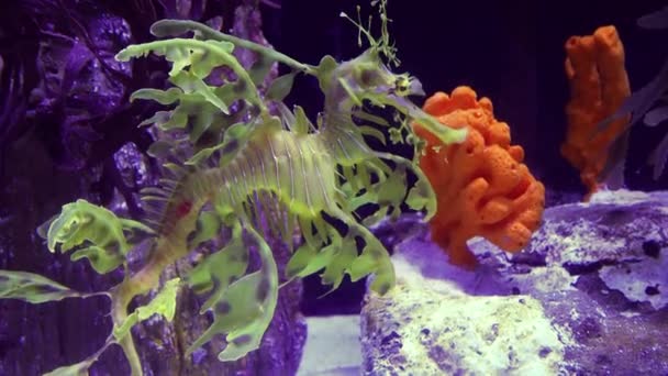 Leafy Seadragon Phycodurus Eques Úszik Egy Sós Vizes Akváriumban — Stock videók
