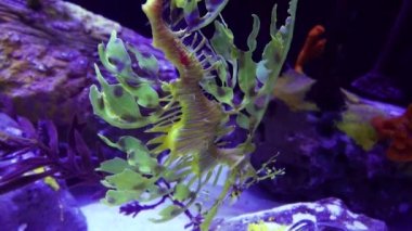 Yapraklı Seadragon (Phycodurus atları) tuzlu su akvaryumunda yüzer.