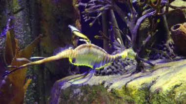 Weedy seadragon (Phyllopteryx taeniolatus) yiyecek aramak için suda yüzer.