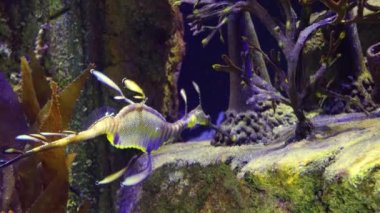 Weedy seadragon (Phyllopteryx taeniolatus) yiyecek aramak için suda yüzer.