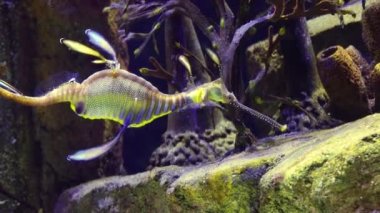 Weedy seadragon (Phyllopteryx taeniolatus) yiyecek aramak için suda yüzer.