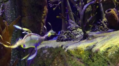 Weedy seadragon (Phyllopteryx taeniolatus) yiyecek aramak için suda yüzer.