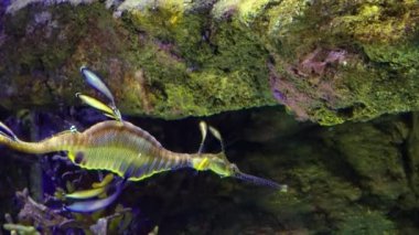 Weedy seadragon (Phyllopteryx taeniolatus) yiyecek aramak için suda yüzer.