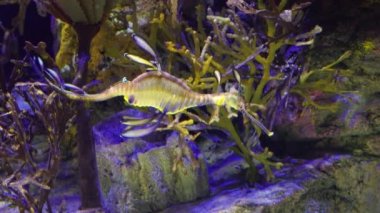 Weedy seadragon (Phyllopteryx taeniolatus) yiyecek aramak için suda yüzer.