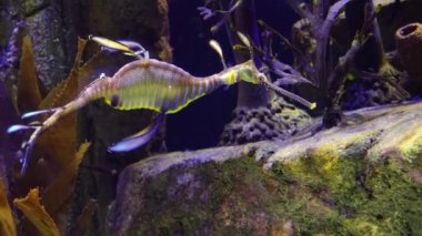 Weedy seadragon (Phyllopteryx taeniolatus) yiyecek aramak için suda yüzer.