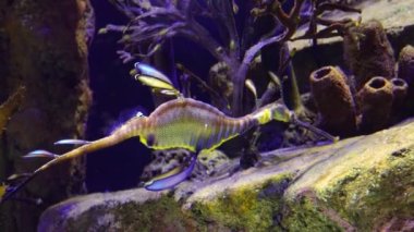 Weedy seadragon (Phyllopteryx taeniolatus) yiyecek aramak için suda yüzer.