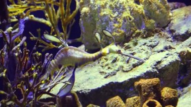 Weedy seadragon (Phyllopteryx taeniolatus) yiyecek aramak için suda yüzer.